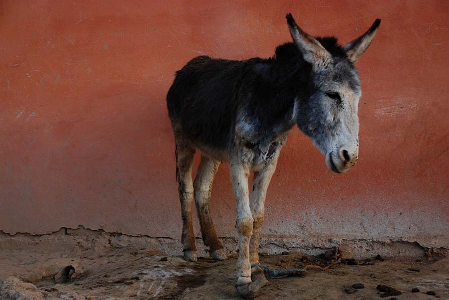 Esel, Souss, Marokko 2008.